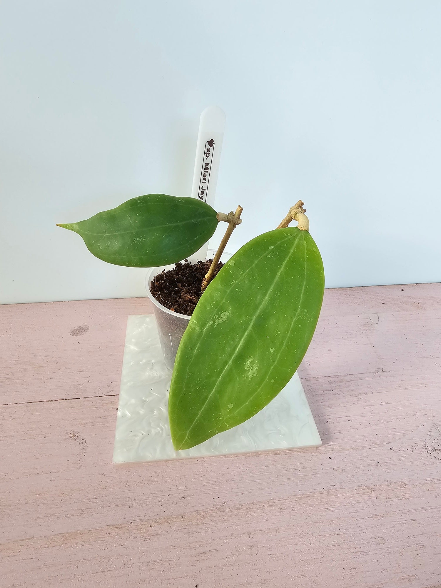 Hoya sp. Miari Jaya 58