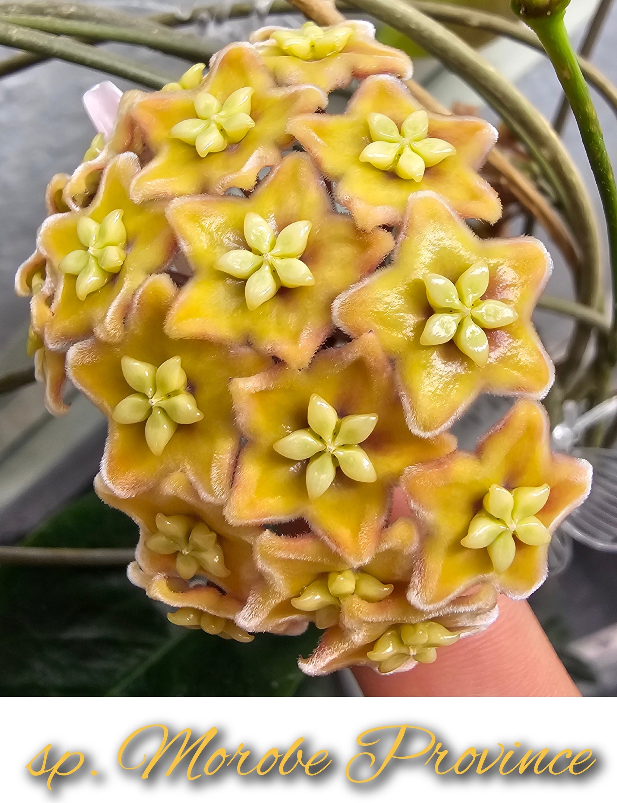 Hoya sp. Morobe Province