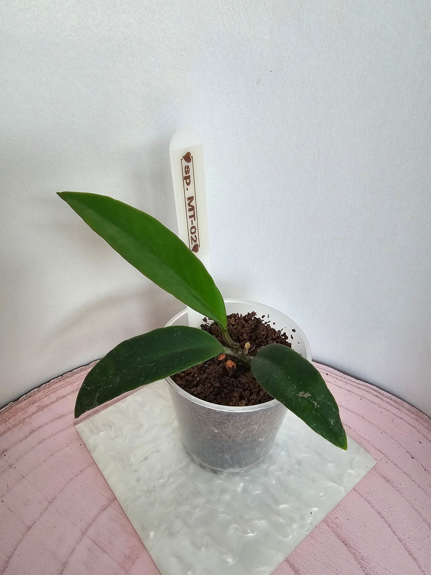 Hoya sp. MT-02