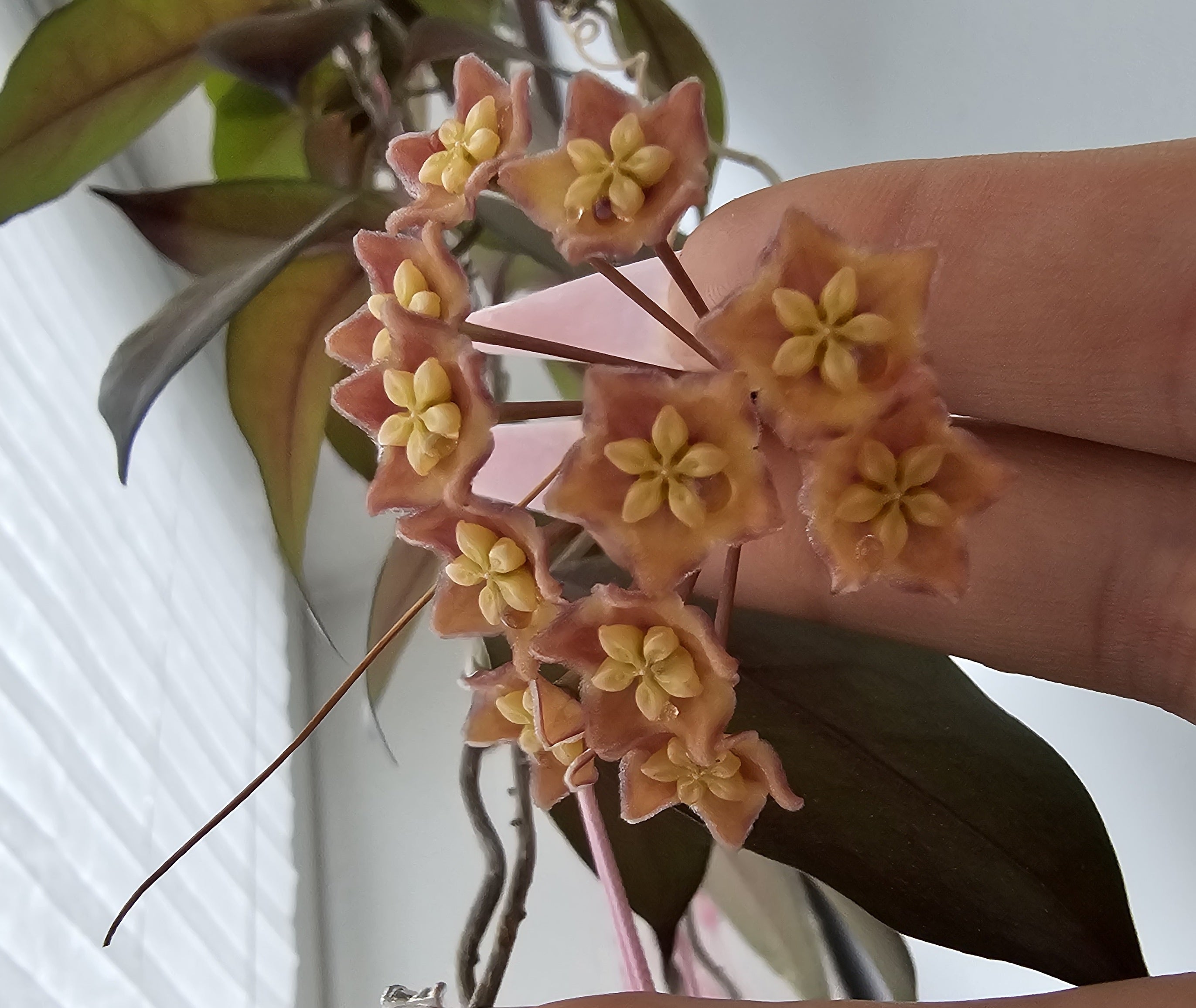 Hoya sp. PNG SV 447
