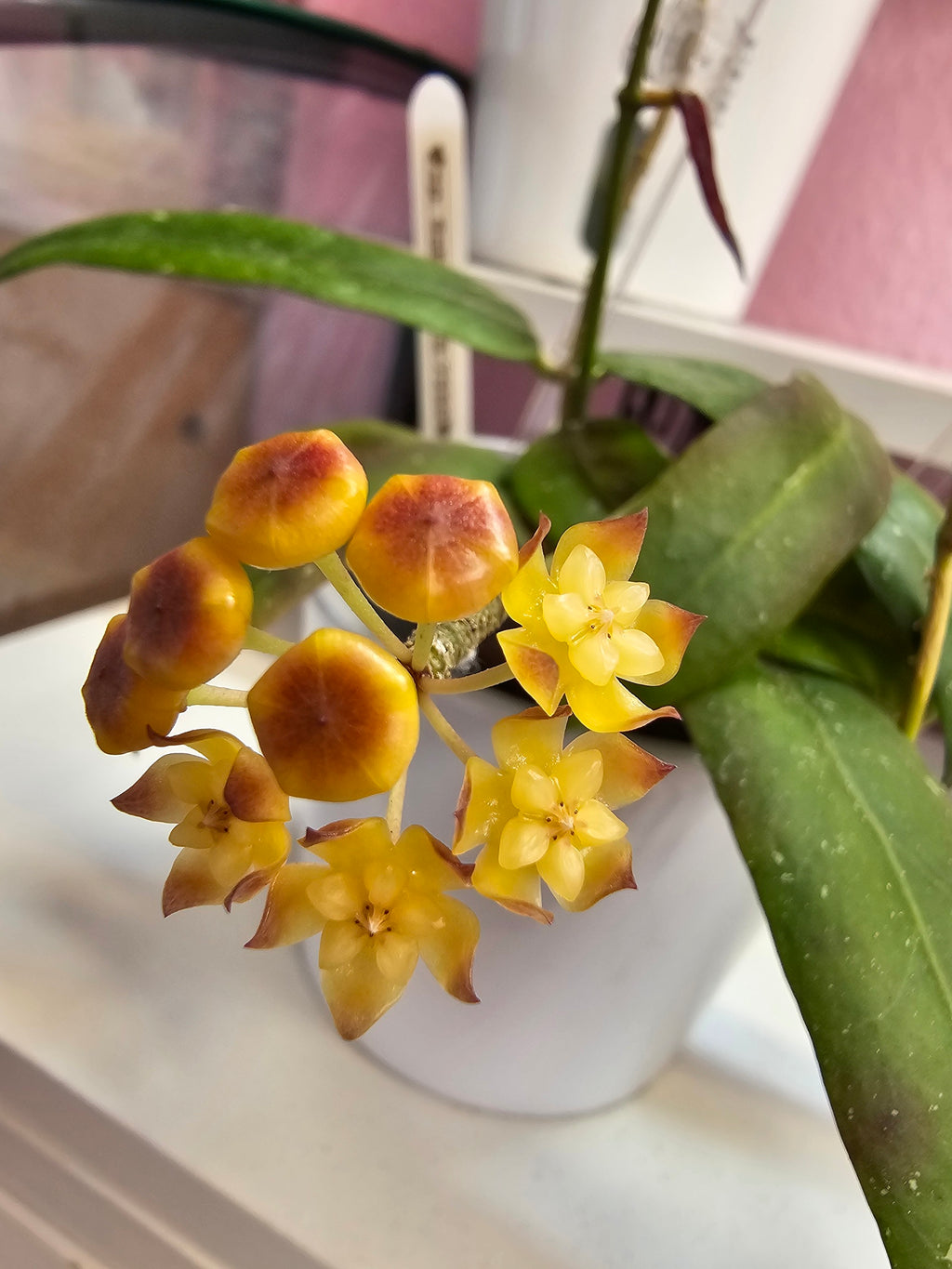 Hoya sp. GPS 7950 (Sabah)