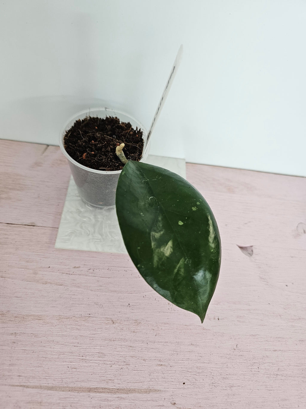 Hoya sp. UT-163