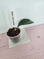 Hoya sp. UT-163