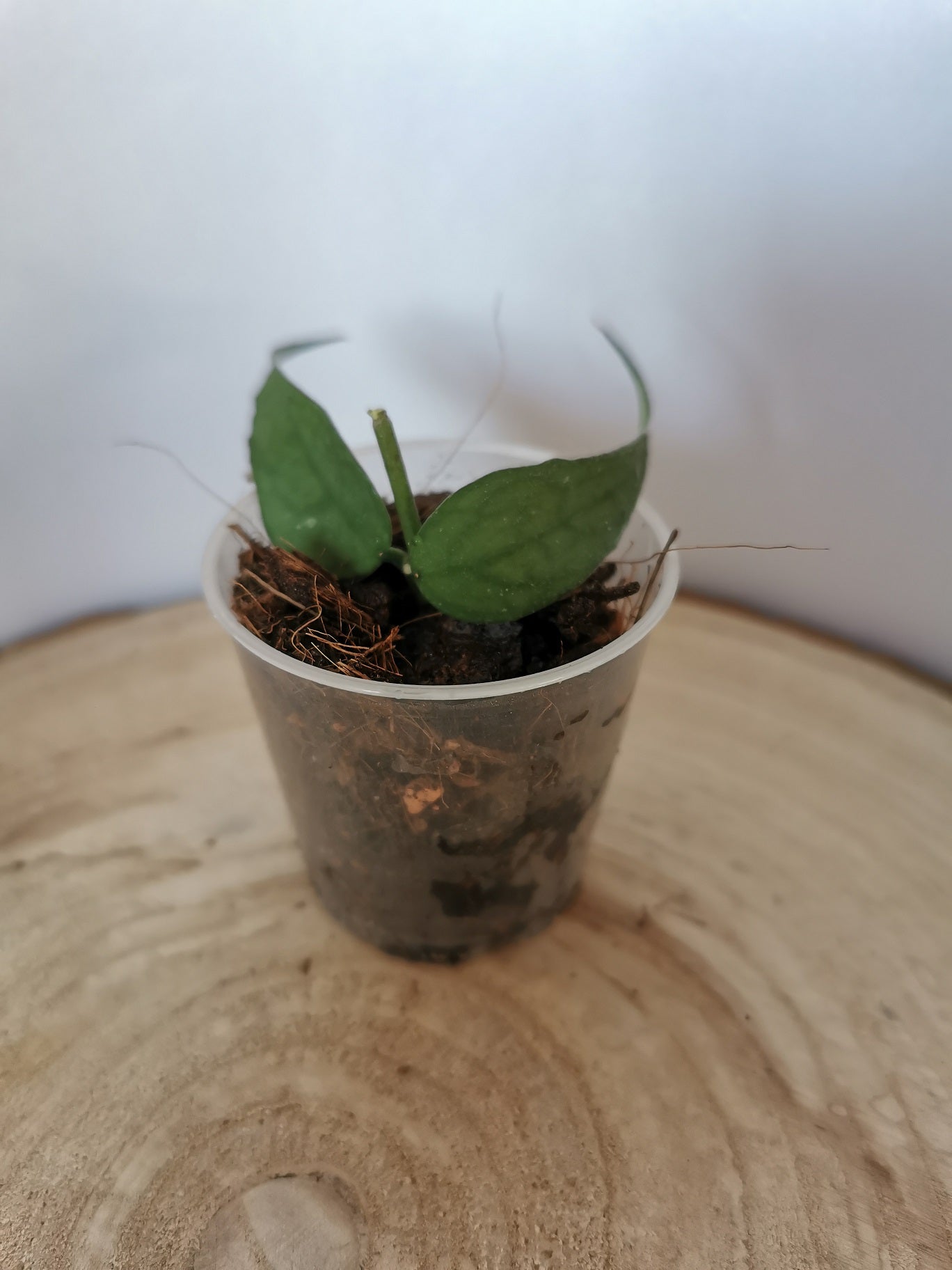 Hoya sp.Vietnam (polyneura-Komplex)