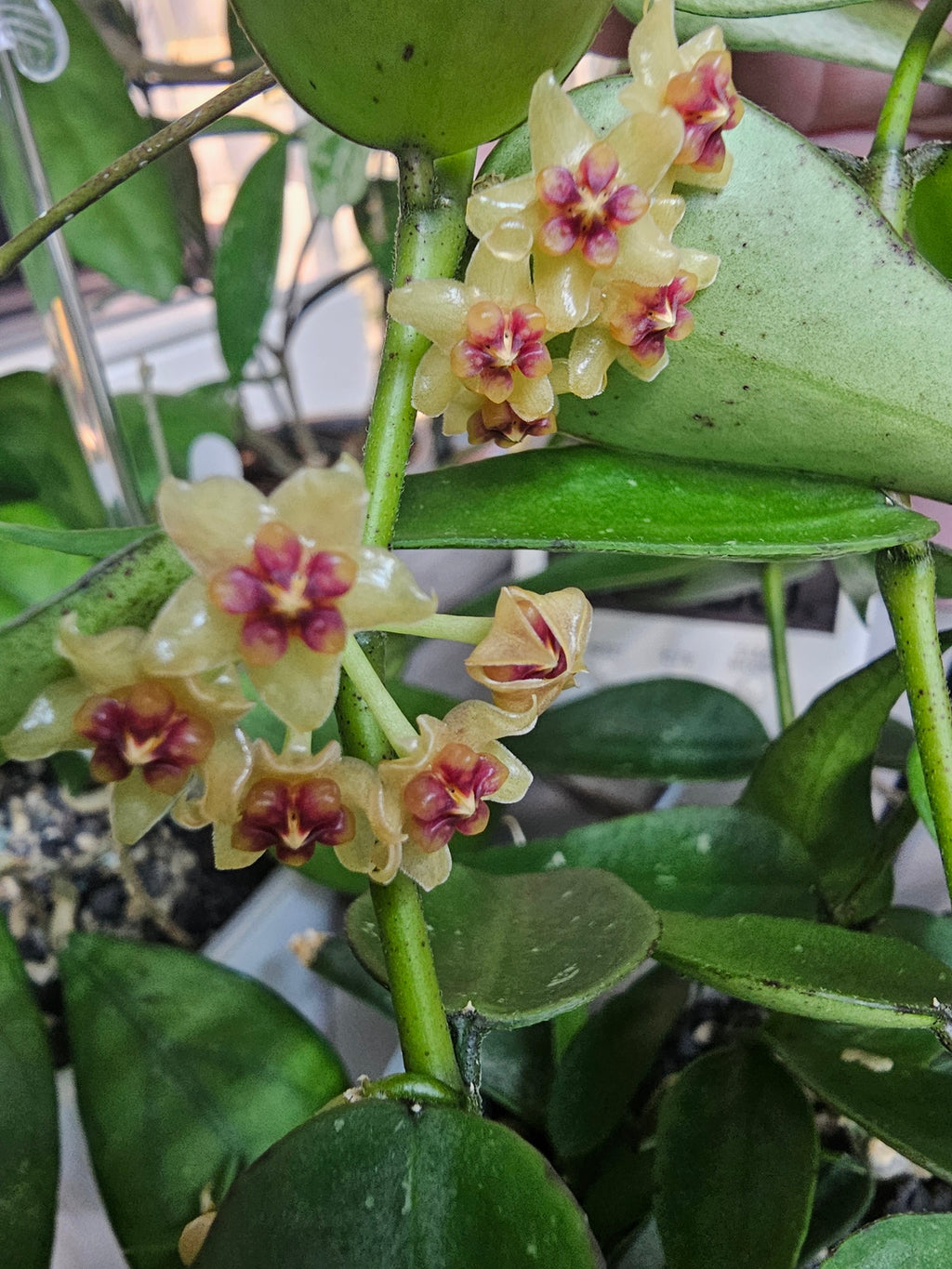 Hoya sp.Vietnam (polyneura-Komplex)