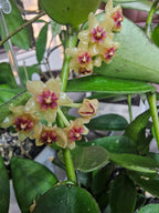 Hoya sp.Vietnam (polyneura-Komplex)