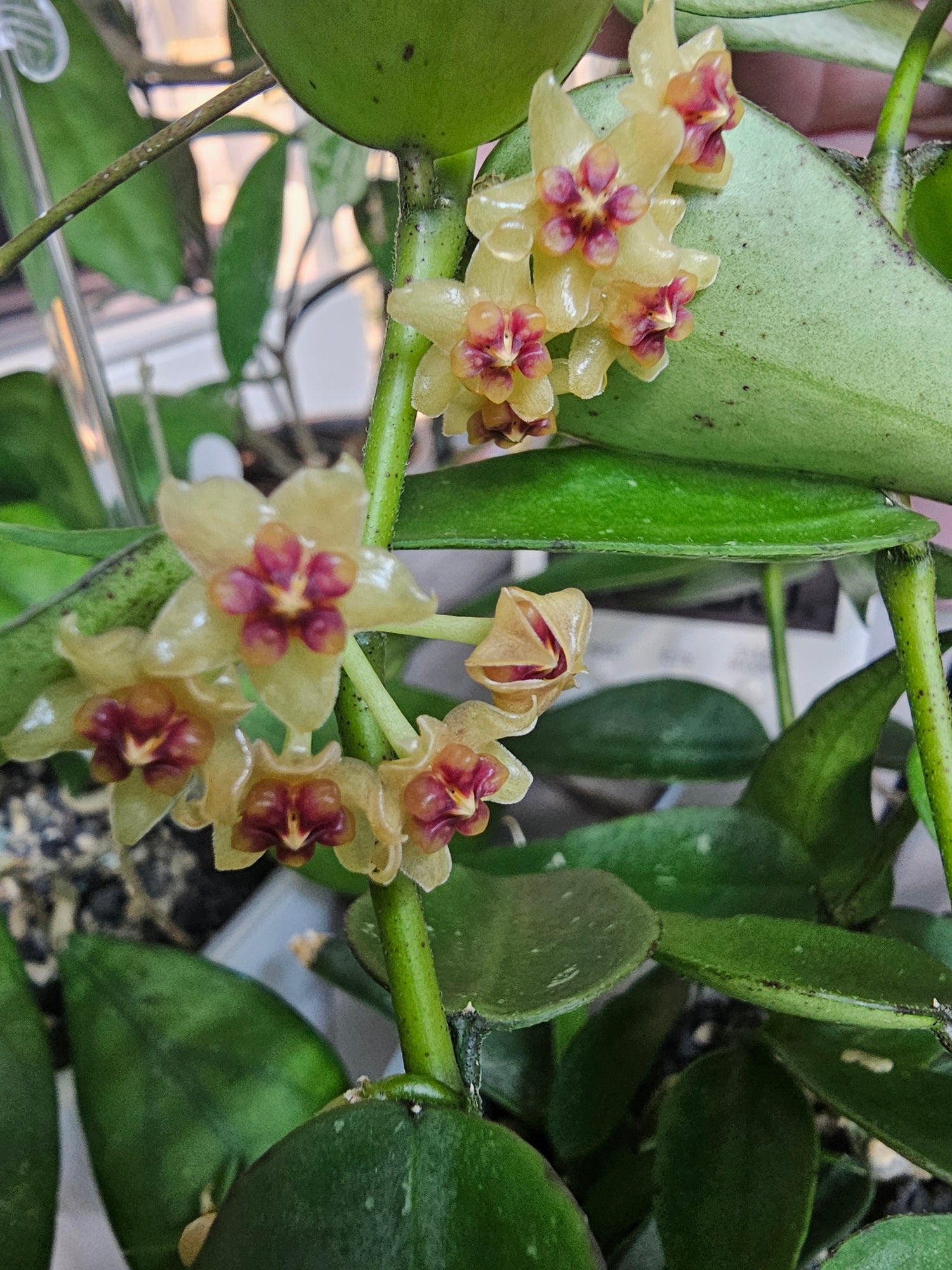 Hoya sp.Vietnam (polyneura-Komplex)