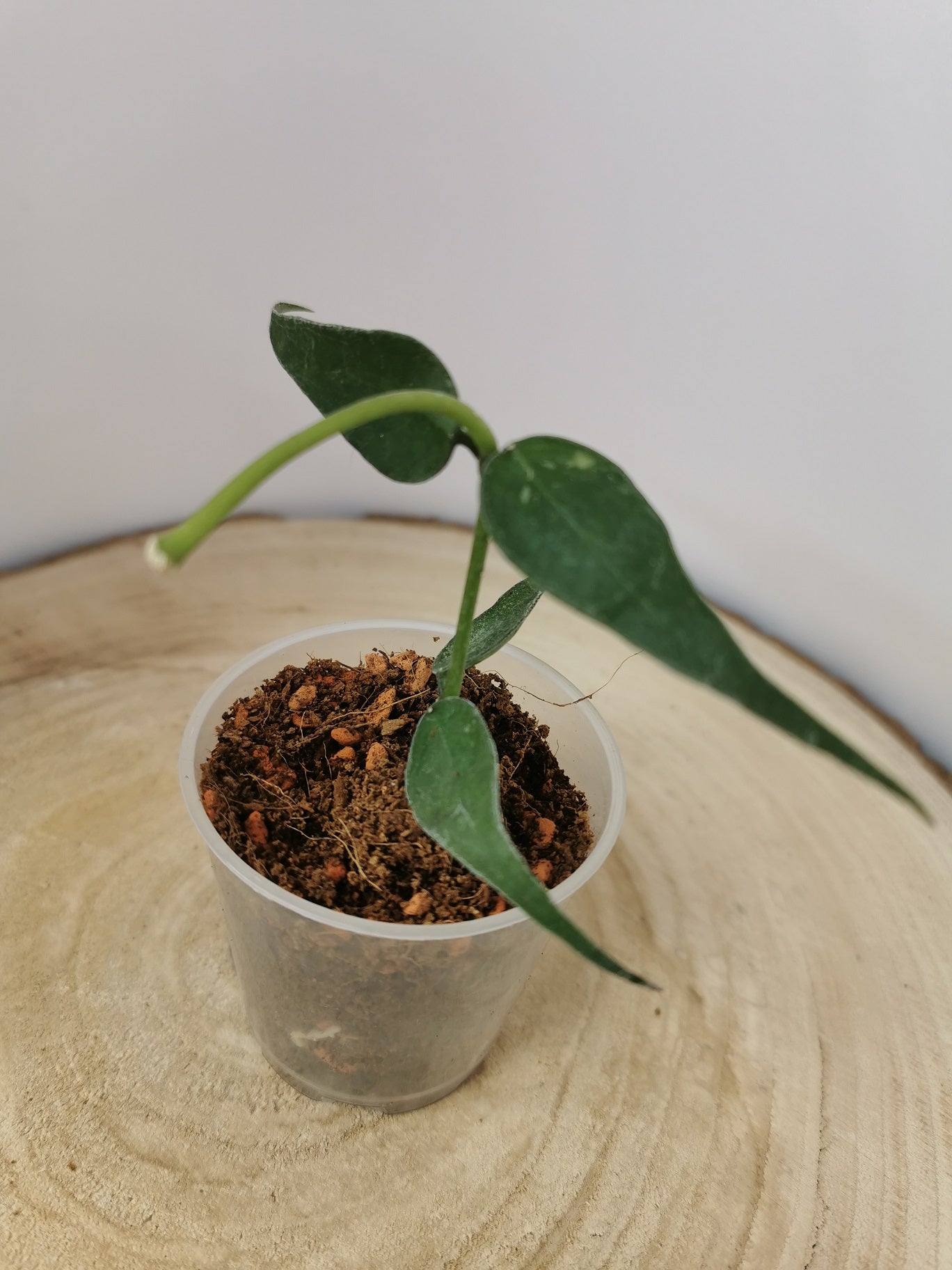 Hoya sp.Vietnam (polyneura-Komplex)