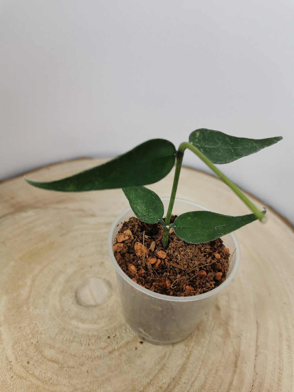 Hoya sp.Vietnam (polyneura-Komplex)
