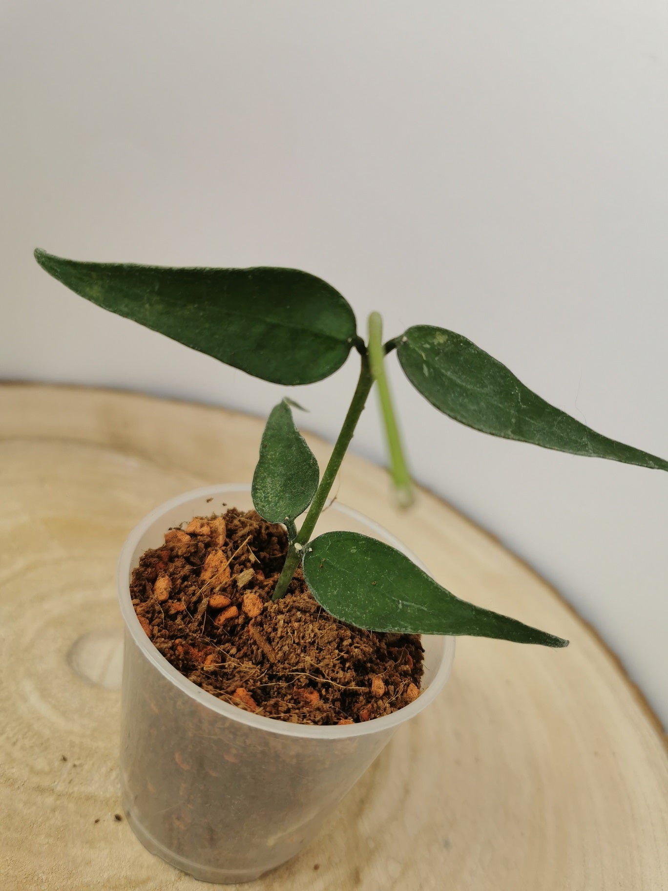 Hoya sp.Vietnam (polyneura-Komplex)