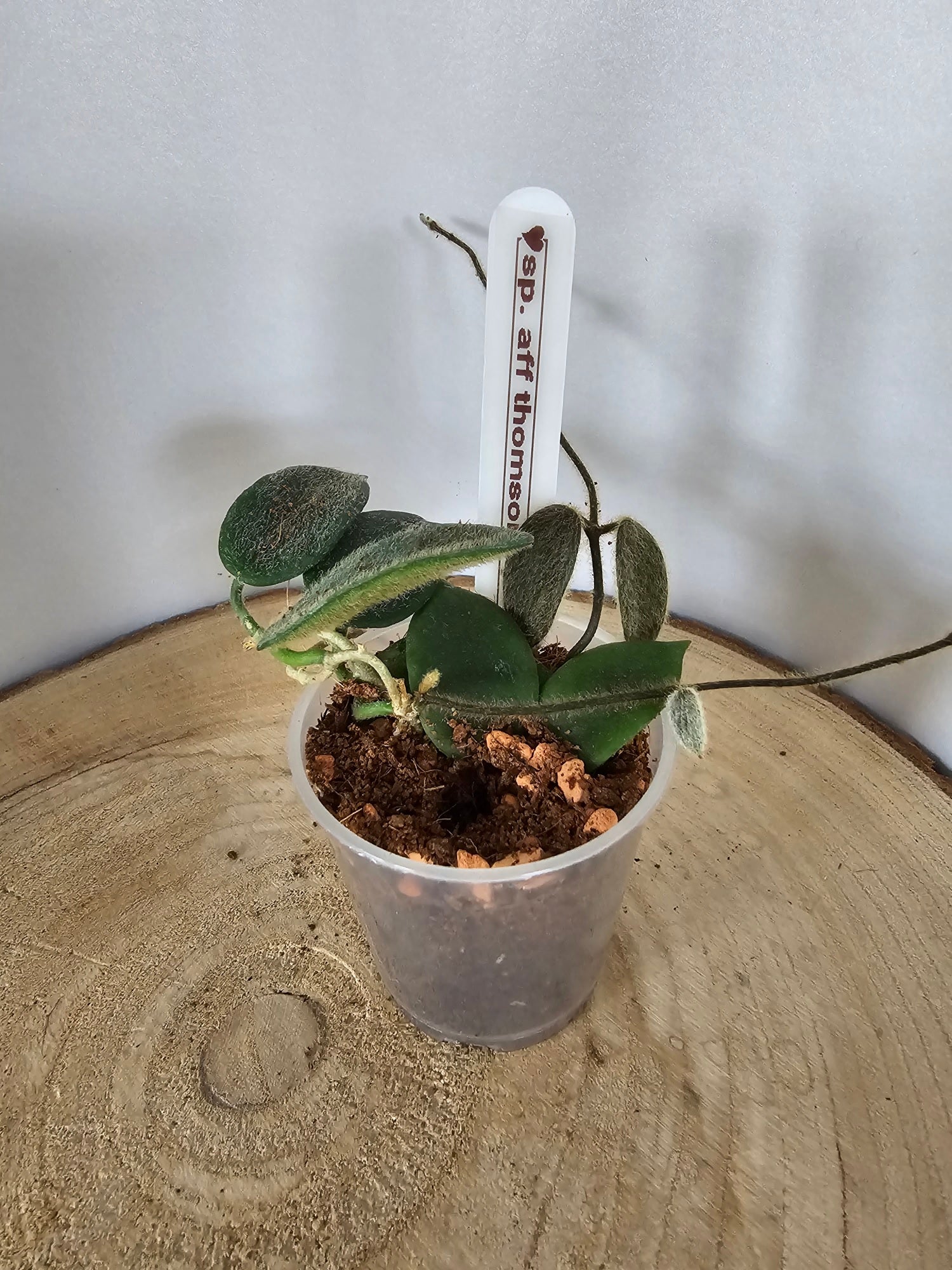 Hoya sp. aff. thomsonii pink