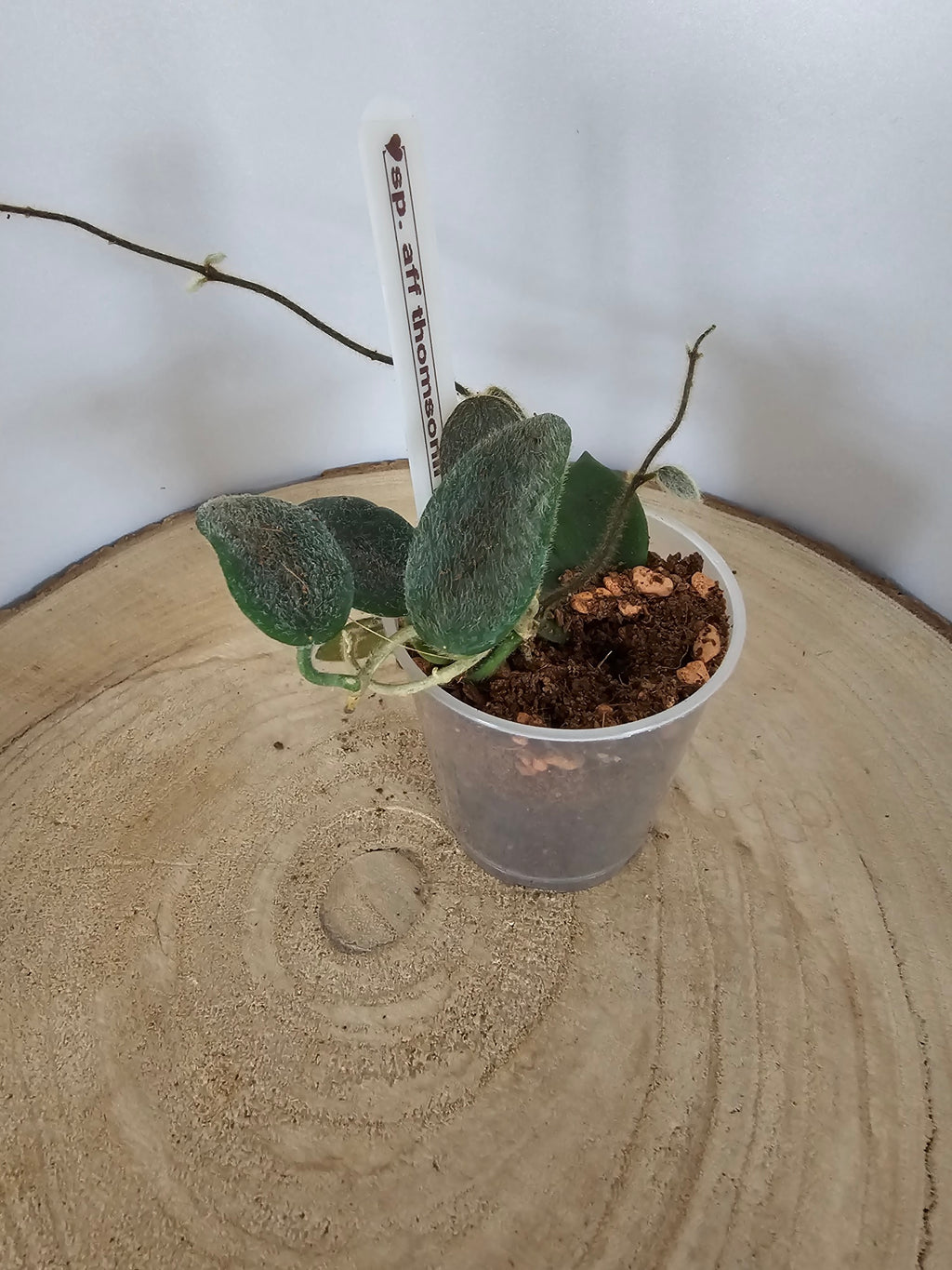 Hoya sp. aff. thomsonii pink