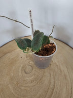 Hoya sp. aff. thomsonii pink