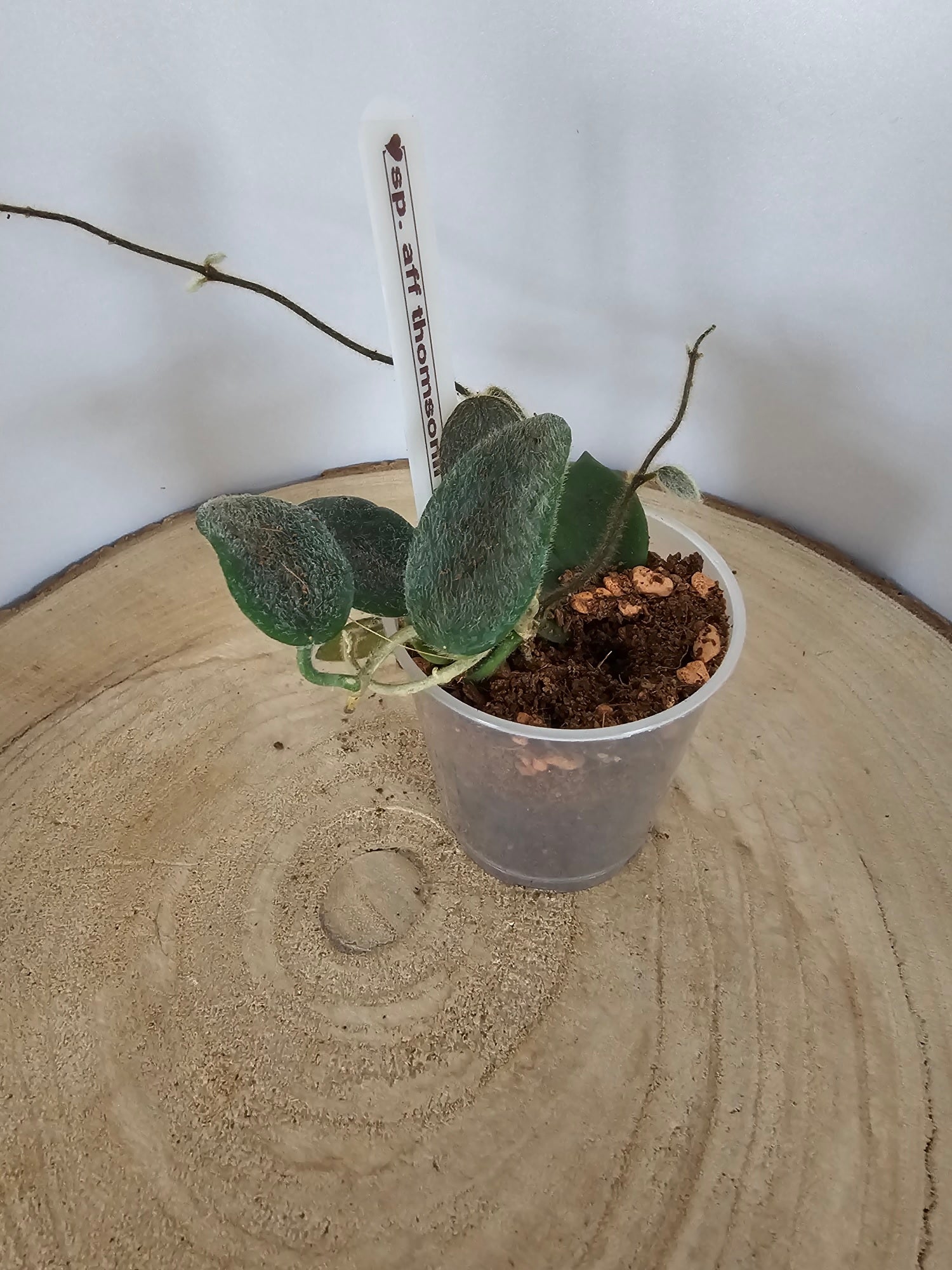Hoya sp. aff. thomsonii pink