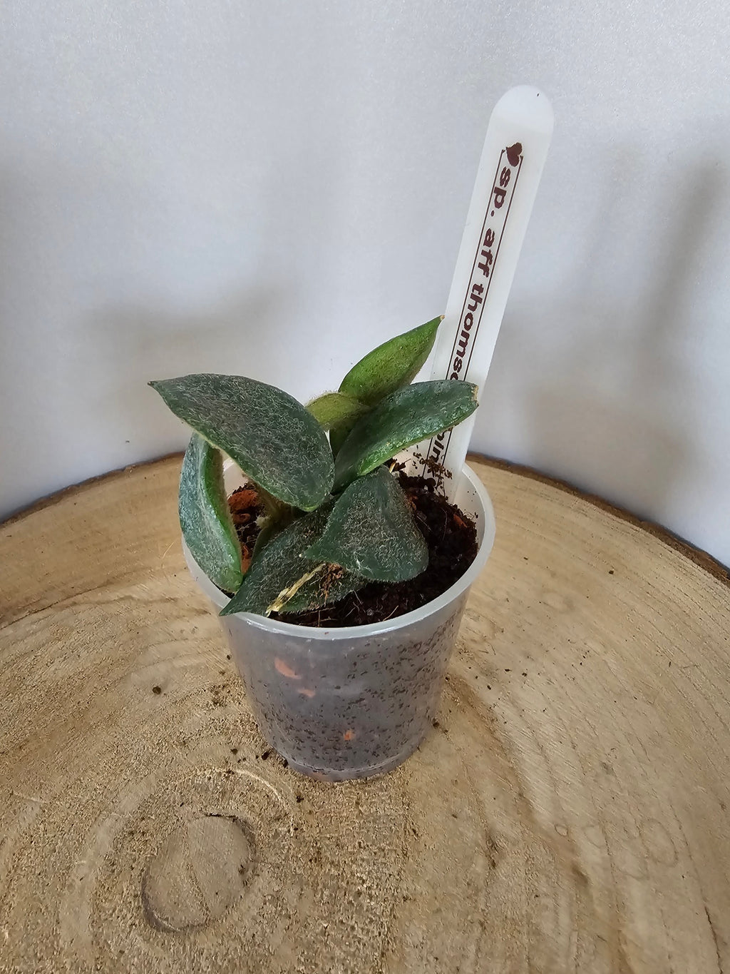 Hoya sp. aff. thomsonii pink
