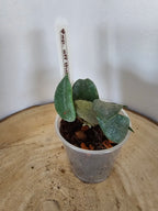Hoya sp. aff. thomsonii pink