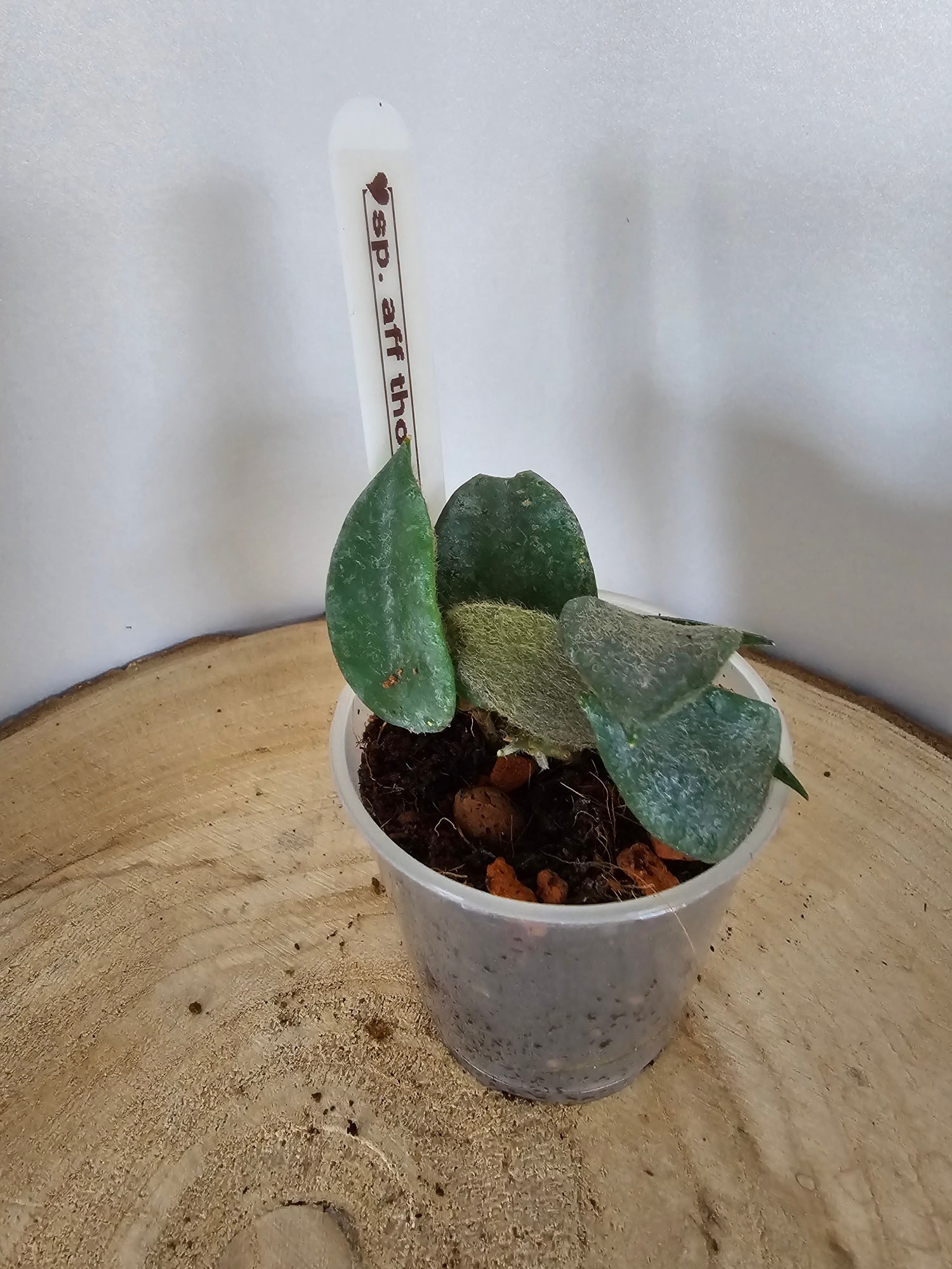 Hoya sp. aff. thomsonii pink