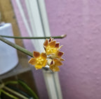 Hoya spartioides