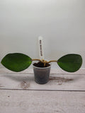 Hoya sp. Bumi Java