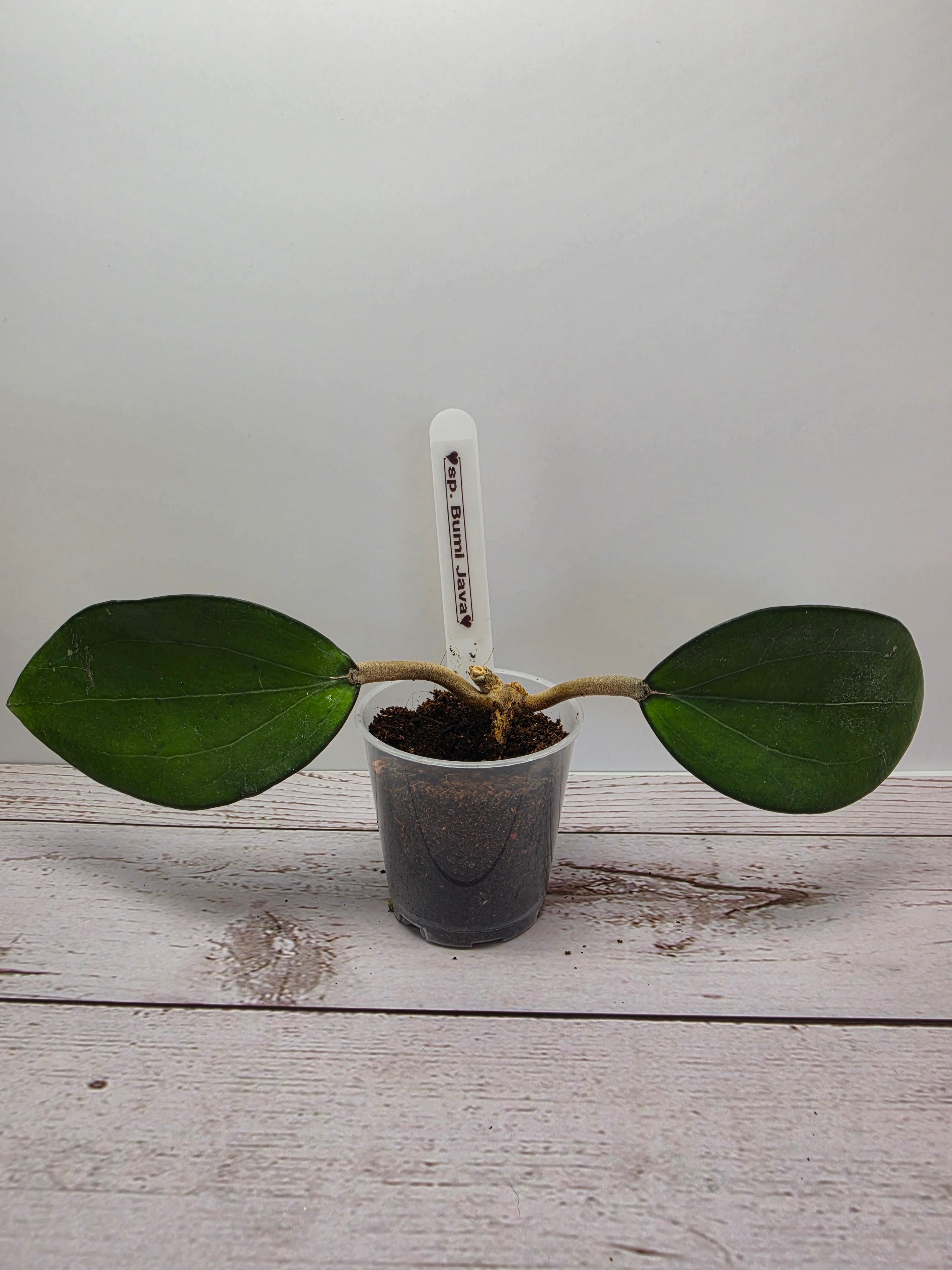 Hoya sp. Bumi Java