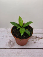 Hoya sp. Cianjur