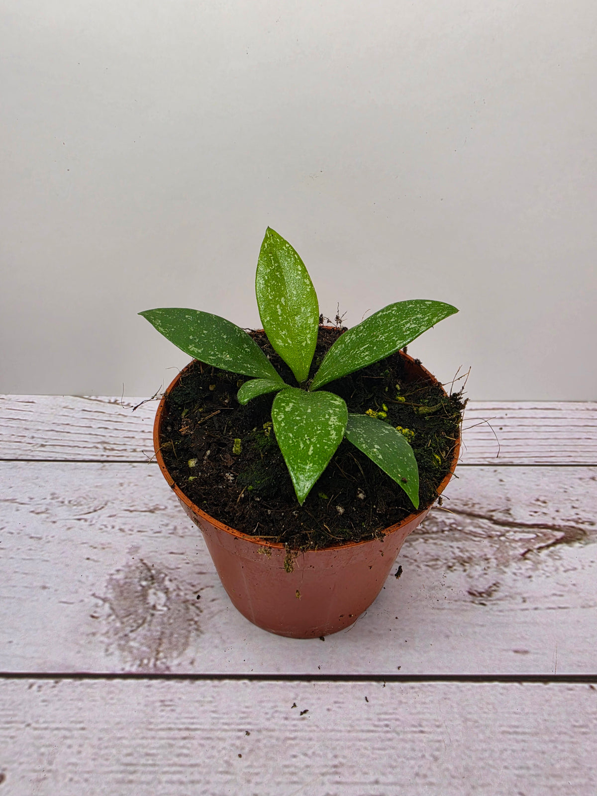 Hoya sp. Cianjur