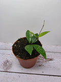 Hoya sp. Cianjur