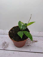 Hoya sp. Cianjur
