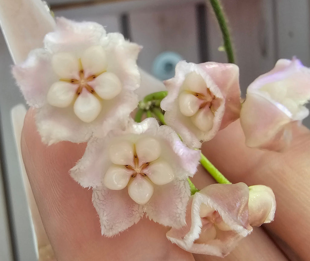 Hoya spectatissima