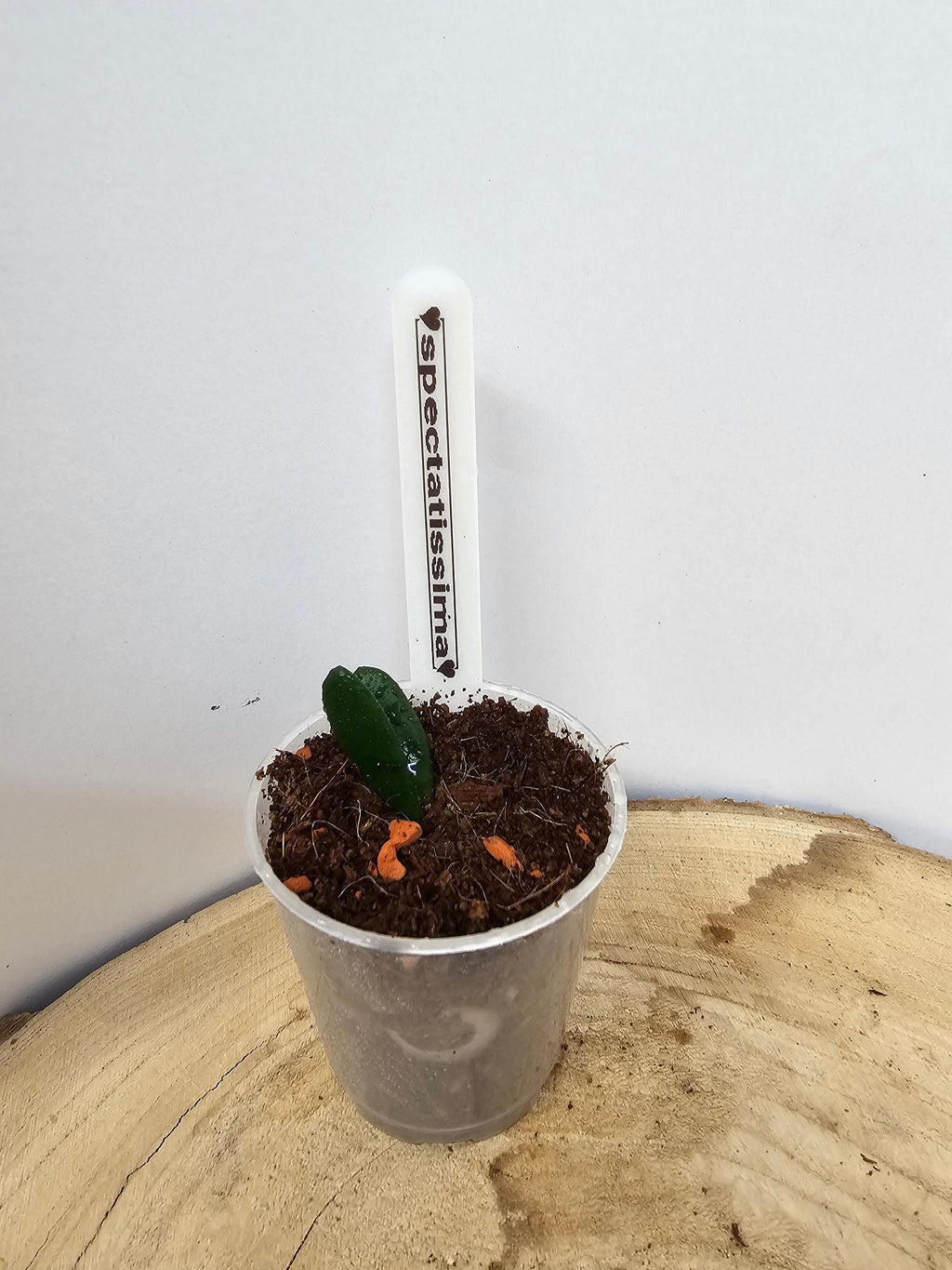 Hoya spectatissima