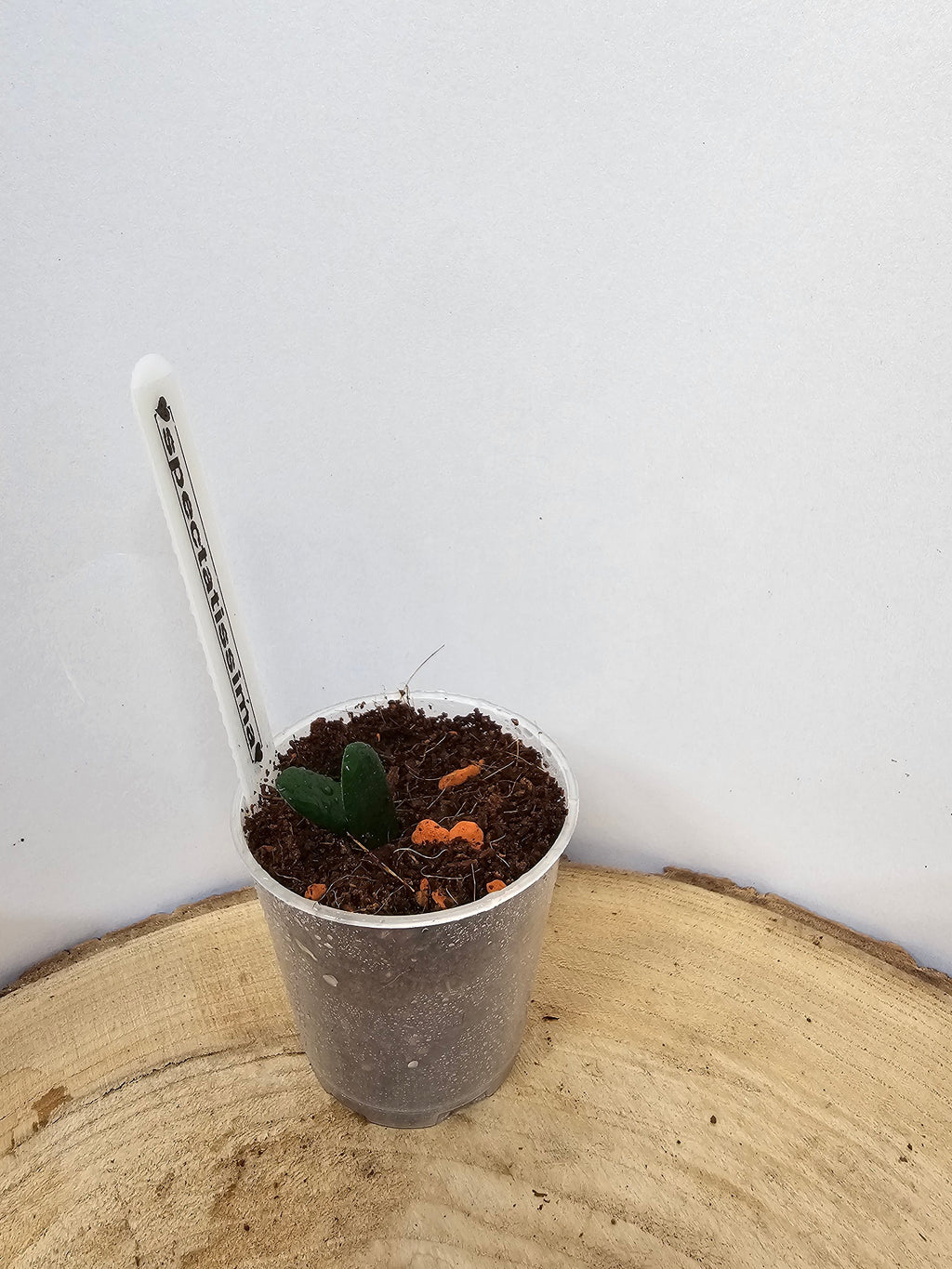 Hoya spectatissima