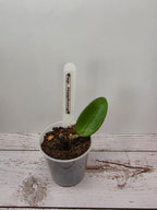Hoya sp. Haiphong