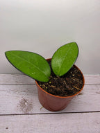 Hoya sp. Malang