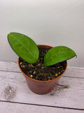 Hoya sp. Malang