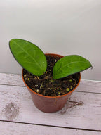 Hoya sp. Malang
