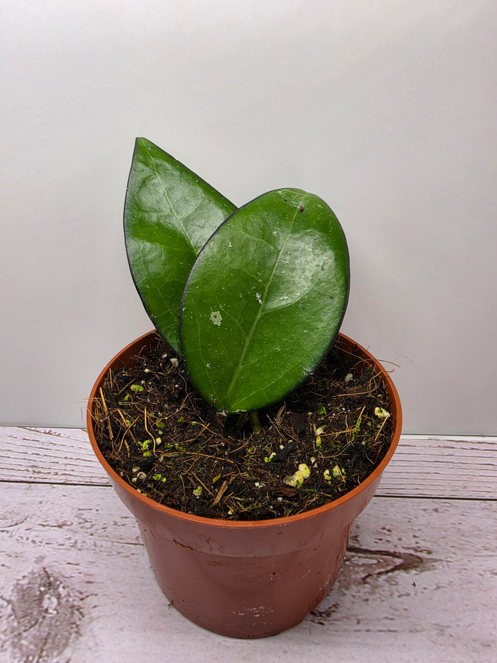 Hoya sp. Malang