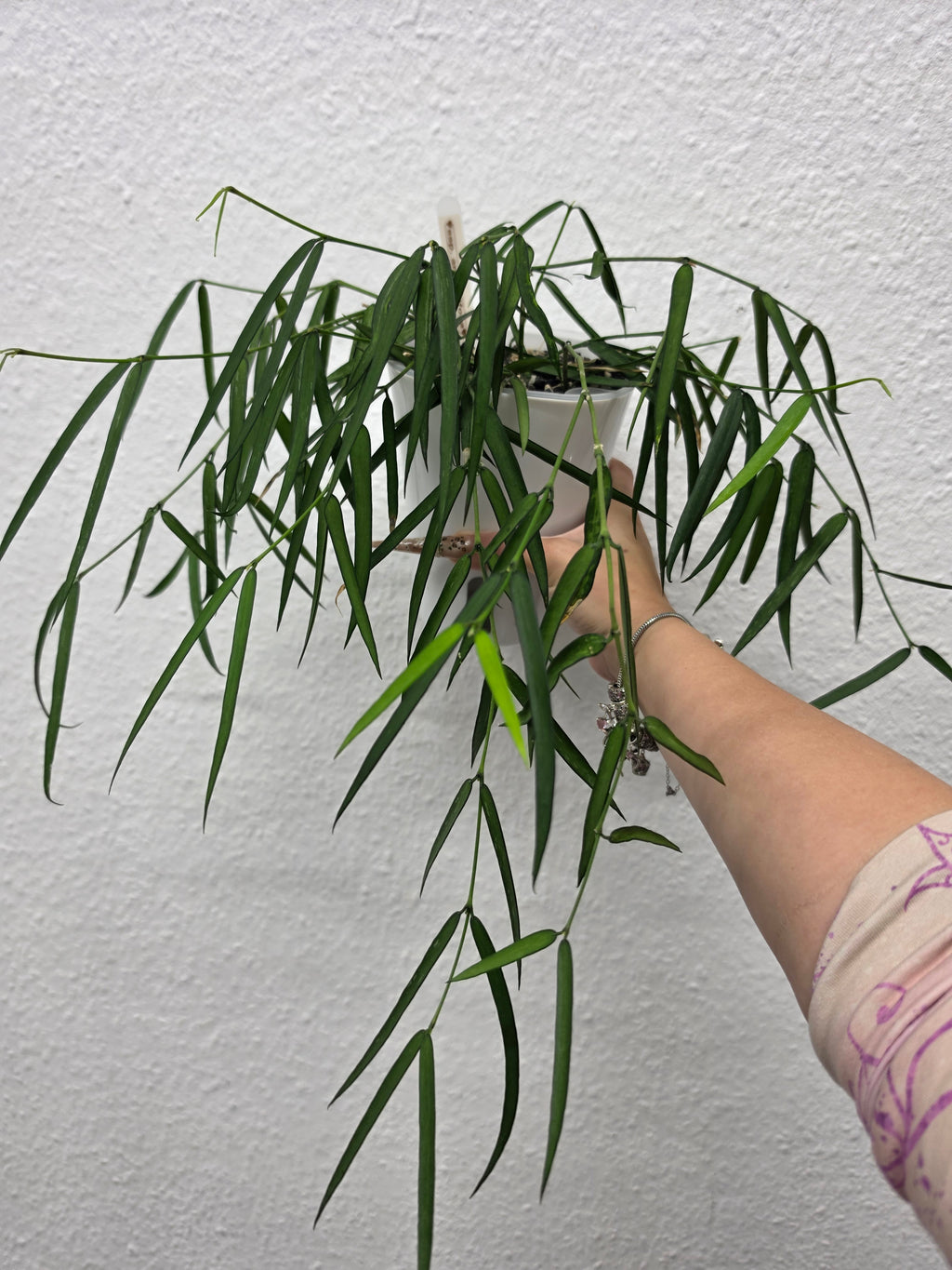 Hoya pandurata ssp. angustifolia cutting
