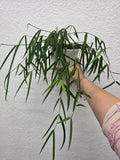Hoya pandurata ssp. angustifolia cutting