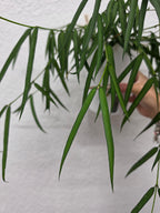 Hoya pandurata ssp. angustifolia cutting