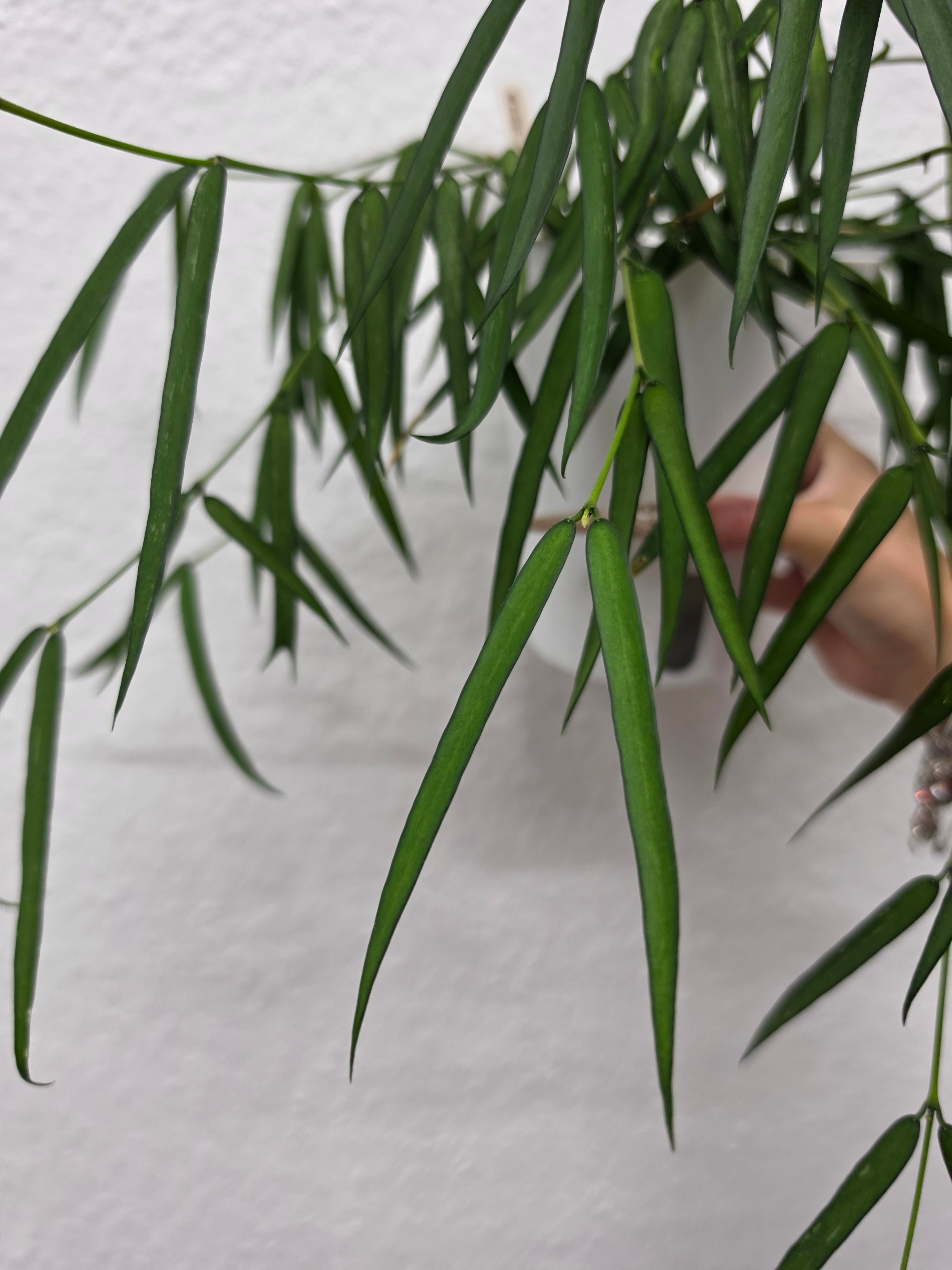 Hoya pandurata ssp. angustifolia cutting