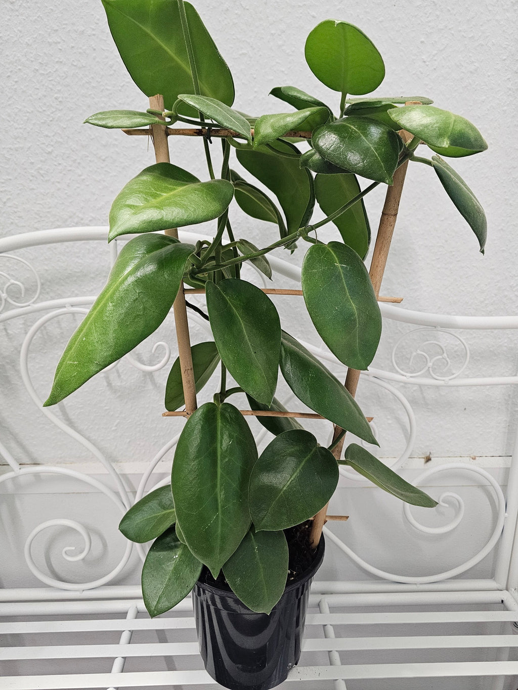 Hoya calycina "stargazer"