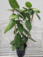 Hoya calycina "stargazer"