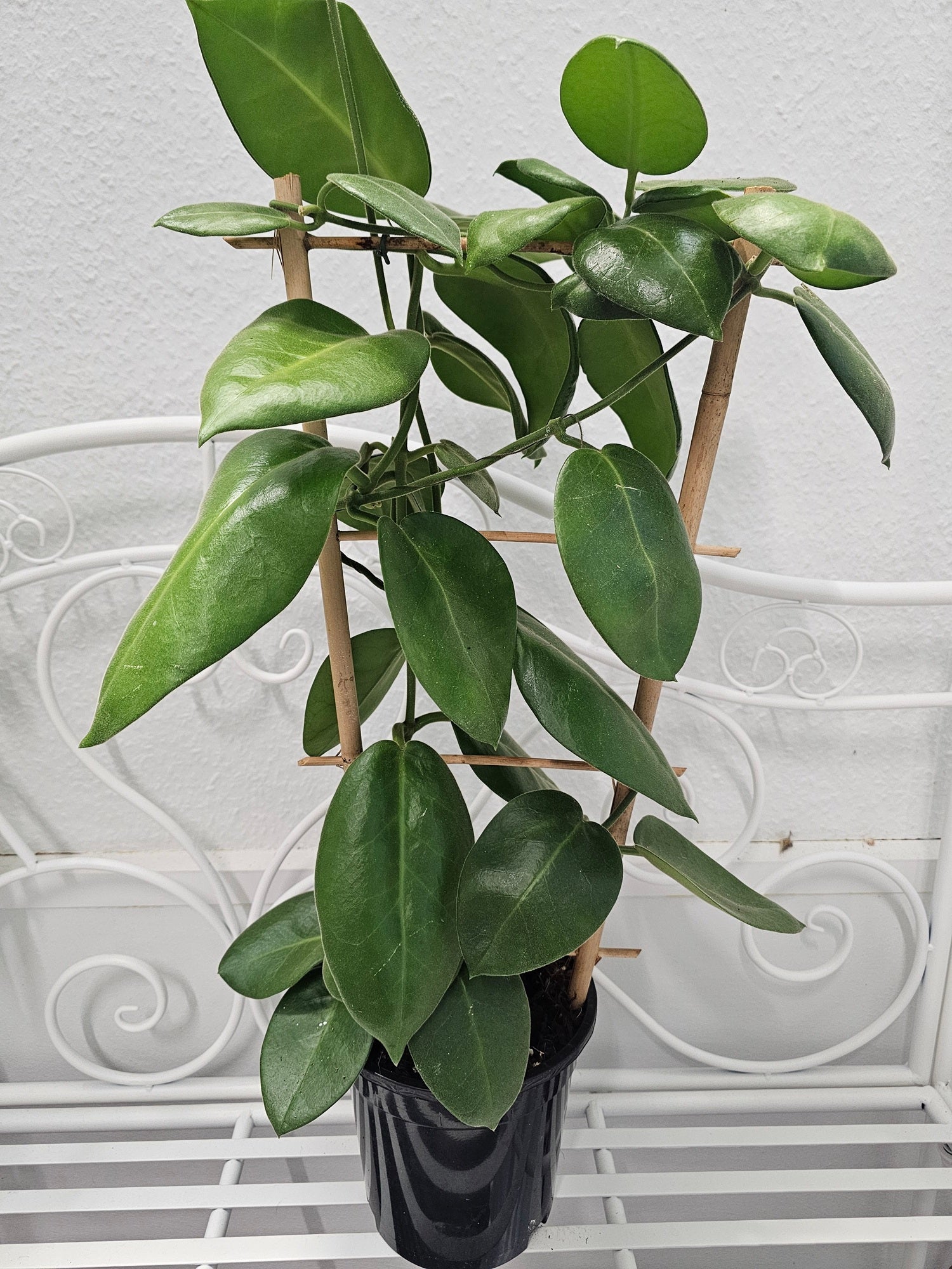 Hoya calycina "stargazer"