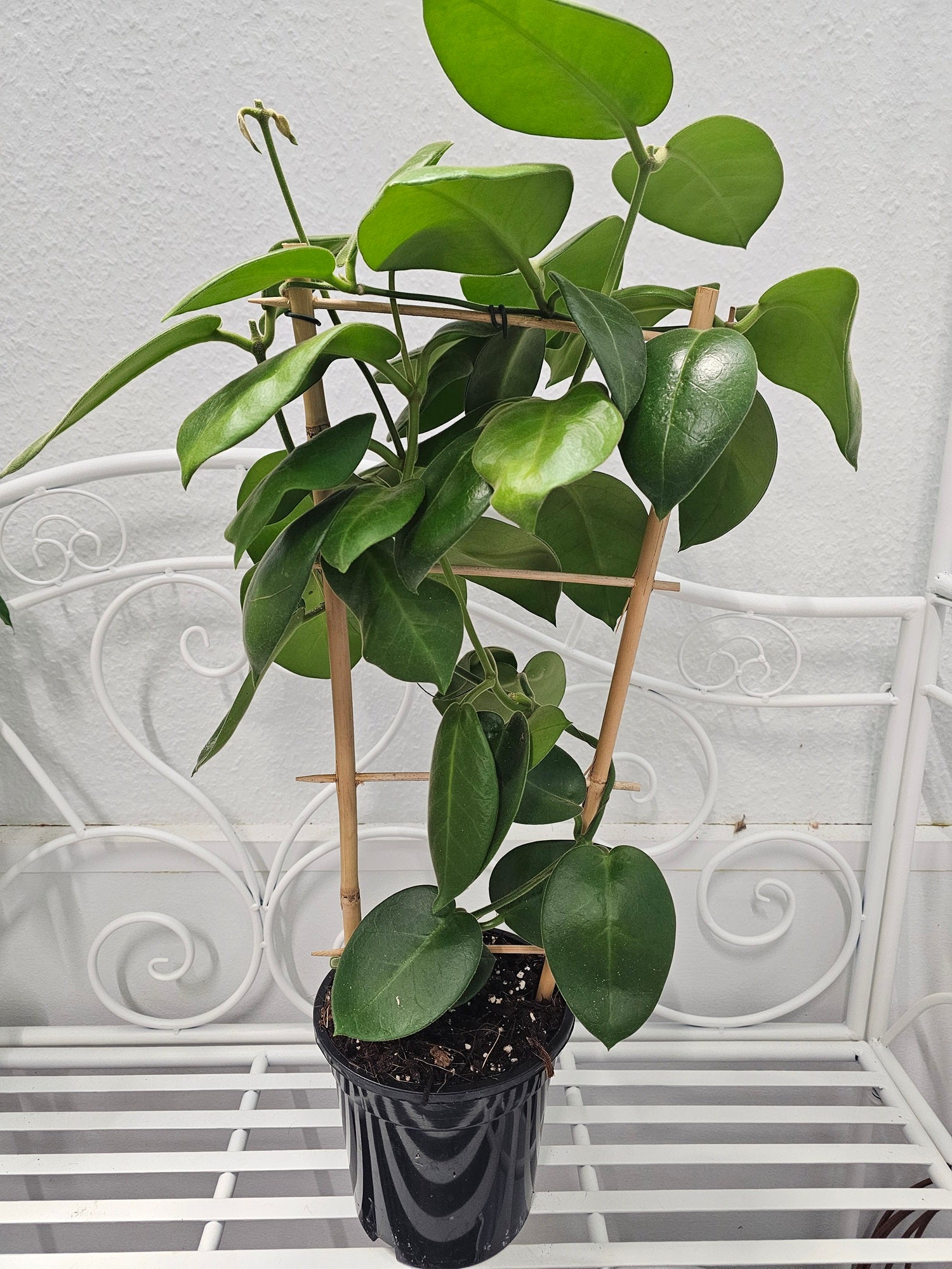 Hoya calycina "stargazer"