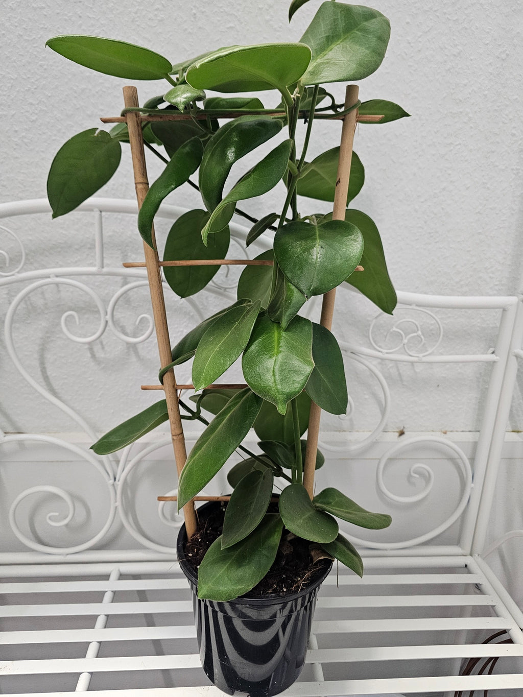 Hoya calycina "stargazer"