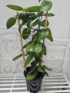 Hoya calycina "stargazer"