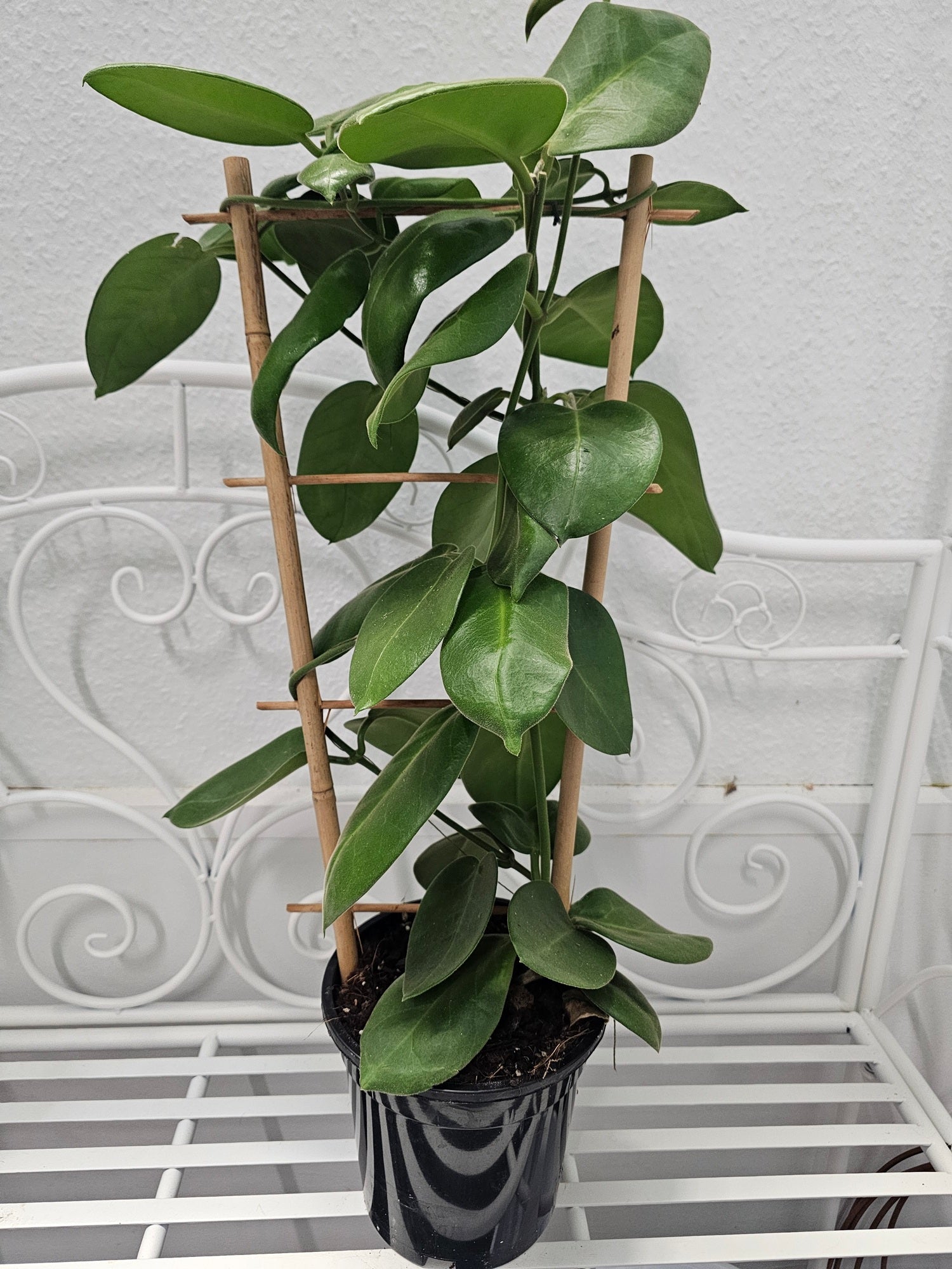 Hoya calycina "stargazer"