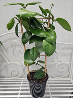 Hoya calycina "stargazer"
