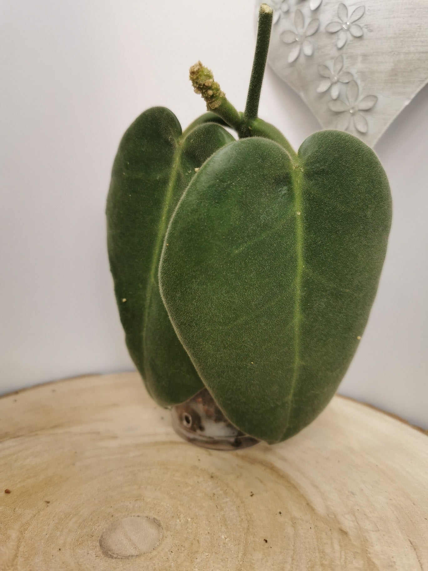 Hoya calycina "stargazer"
