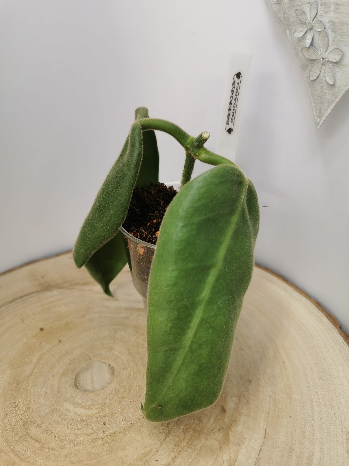 Hoya calycina "stargazer"